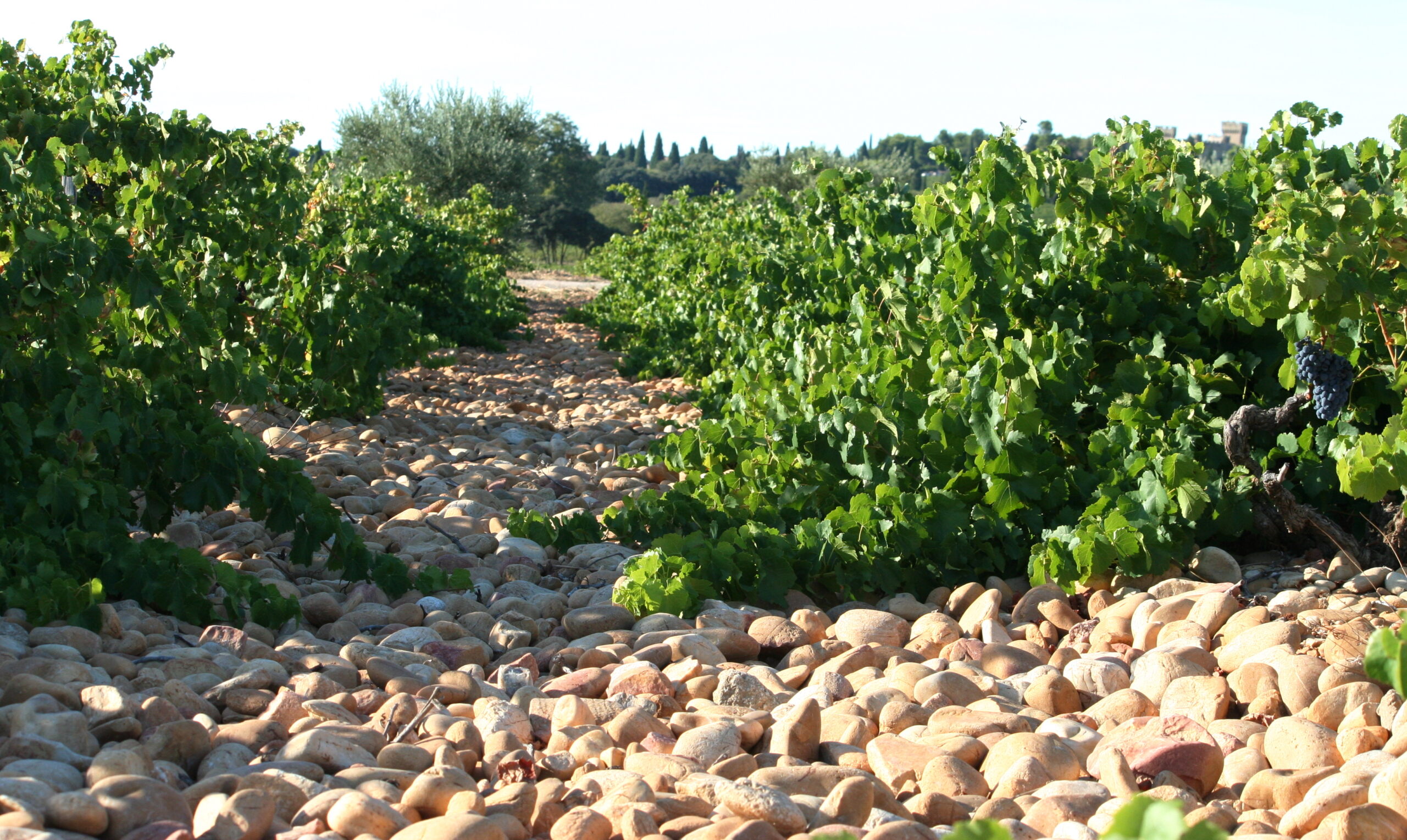 Lavau Châteauneuf du Pape - Image 4